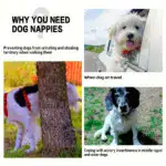 Washable Belly Band for Male Dogs for Managing Urine Marking & Accidents – gallery image 5