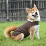 Dog Padded Jacket for Cold-Weather Wear with Fleece Lining & Water-Resistant Outer – gallery image 11