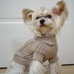 Dog Hooded Sweater for Warmth & Everyday Wear, Knit Pullover with Twisted Flower Detail – gallery image 7