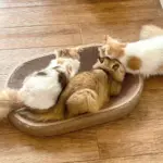 Oval Cat Scratching Board for Scratching & Claw Care with Sisal Surface – gallery image 7