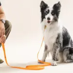 Waterproof Dog Leash for Training & Walking with Durable Long-Lead Design – gallery image 8