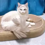 Oval Cat Scratching Board for Scratching & Claw Care with Sisal Surface – gallery image 6