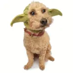 Knitted Pet Dog Hat for Wind Protection & Warmth, Green Elf Style – gallery image 2