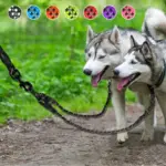 Reflective Dual Dog Leash for Walking 2 Dogs with No-Tangle Swivel and Comfortable Handle – gallery image 10