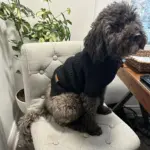 Pet Turtleneck Sweater for Warmth & Everyday Wear, Thick Knit Pullover – gallery image 10