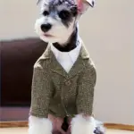 Pet Wedding Khaki Suit for Special Occasion Wear – gallery image 8