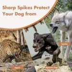 Studded PU Leather Dog Collar With Leash for Walking & Training – gallery image 11