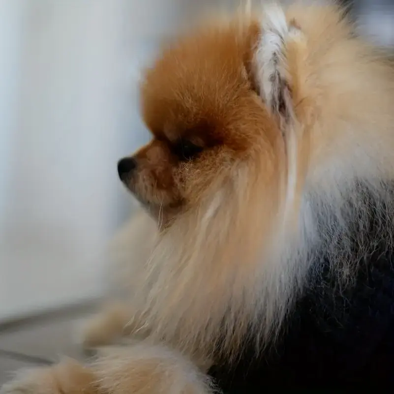 34aaeee3-4603-4f46-99c0-a300c8244cf2 High-Neck Pet Cuffs for Neck Coverage & Warmth, Textured Fabric – main image