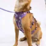 Dog Travel Harness for Walking & Restraint with Adjustable Length and Snug Fit – gallery image 3