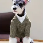 Pet Wedding Khaki Suit for Special Occasion Wear – gallery image 7