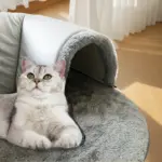 3-in-1 Cat Tunnel Bed for Resting & Play with Non-Slip Bottom – gallery image 6