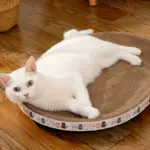 Oval Cat Scratching Bed for Scratching & Resting with Sturdy Cardboard Surface – gallery image 3