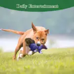 Interactive Squirrel Plush Dog Toy for Squeaking & Fetching with Durable Polyester Shell – gallery image 6