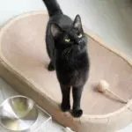 Cat Scratching Post with Toy Ball for Scratching & Resting, Durable Jute Surface – gallery image 5