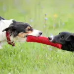 Durable Dog Bite Stick for Chewing & Tug Play with Dual Handles – gallery image 7