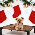 Cooling Elevated Dog Bed for Pet Resting with Breathable Mesh Surface and Metal Frame – gallery image 16