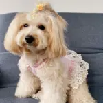 Dog Dress for Pet Wear and Costume Styling Plaid Pattern, Purple Color – gallery image 5