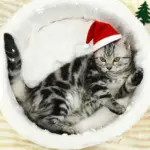 Pet House Bed for Indoor Resting & Nesting with Enclosed Nest Design – gallery image 2