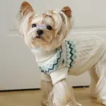 Pet Sweater for Dogs and Cats with High Neck, Pullover Style – gallery image 2
