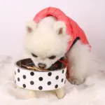 Stainless Steel Elevated Pet Bowl for Cat Feeding with Raised Stand and Patterned Exterior – gallery image 6