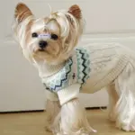 Pet Sweater for Dogs and Cats with High Neck, Pullover Style – gallery image 6