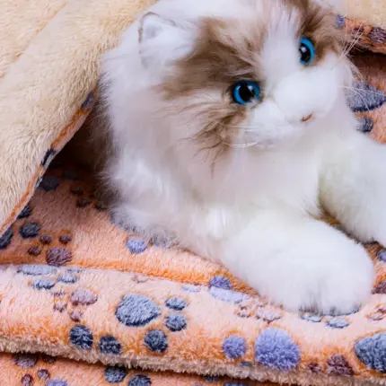 934c8a87-b9b4-4062-9494-324fae09823d