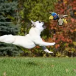 Bite-Resistant Squeaky Dog Chew Toy for Chewing & Interactive Play, Animal Print Design – gallery image 7