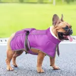 Warm Windproof Dog Jacket for Cold-Weather Wear, Fleece-Lined High Collar – gallery image 7