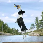 Bite-Resistant Squeaky Dog Chew Toy for Chewing & Interactive Play, Animal Print Design – gallery image 8