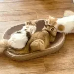 Cat Scratching Post with Toy Ball for Scratching & Resting, Durable Jute Surface – gallery image 6