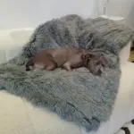 Fluffy Plush and Velvet Dog Blanket for Pet Resting & Lounging – gallery image 2