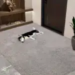 Extra-Large Dog Mat for Resting & Floor Protection, Quick-Dry Chenille Fiber – gallery image 2