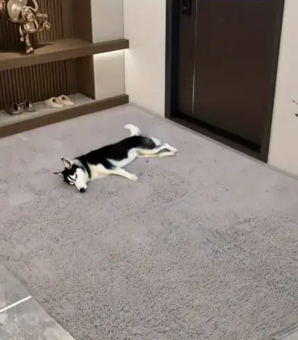 9e4e5d2b-0d9e-4843-bd4d-33cb6fde8221