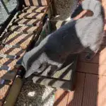 Cardboard Cat Scratcher Sofa for Scratching & Lounging with Two-Seater Design – gallery image 10