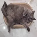 Cat Scratching Post with Toy Ball for Scratching & Resting, Durable Jute Surface – gallery image 9