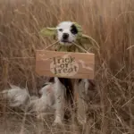 Knitted Pet Dog Hat for Wind Protection & Warmth, Green Elf Style – gallery image 8