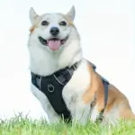 Adjustable Escape-Resistant Dog Harness for Walking & Leash Control with Front and Back Clip Points – gallery image 11