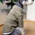 Pet Wedding Khaki Suit for Special Occasion Wear – gallery image 2
