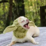 Knitted Pet Dog Hat for Wind Protection & Warmth, Green Elf Style – gallery image 10