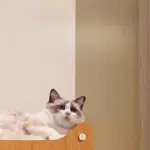 Wall-Mounted Cat Scratching Board and Cat House for Scratching & Resting, Vertical Design – gallery image 6