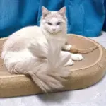 Cat Scratching Board with Enclosed Litter Box for Scratching & Resting, Durable Construction – gallery image 6