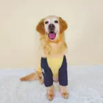 Pet T-Shirt for Medium and Large Dogs, Red and White Stripes – gallery image 2