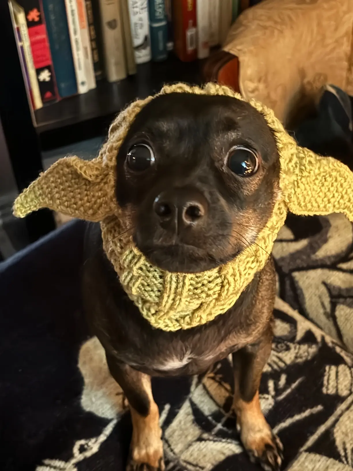 Knitted Pet Dog Hat for Wind Protection & Warmth, Green Elf Style – description image 1