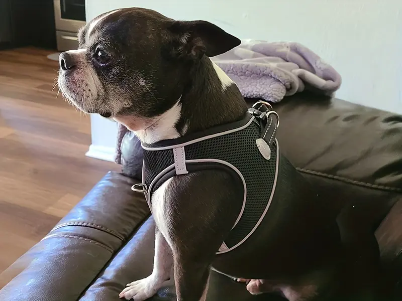 Soft Padded Dog Harness for Walking & Control with Breathable Mesh and Reflective Trim – description image 6