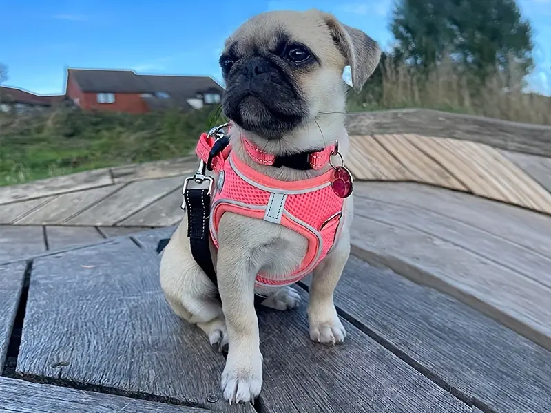 Soft Padded Dog Harness for Walking & Control with Breathable Mesh and Reflective Trim – description image 5