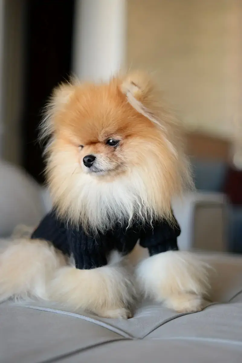 High-Neck Pet Cuffs for Neck Coverage & Warmth, Textured Fabric – description image 2