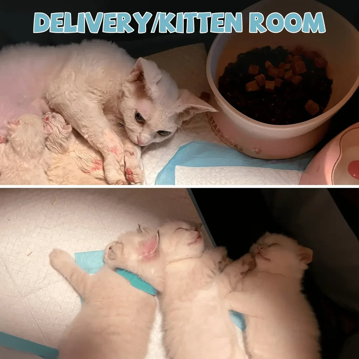 Octagonal Foldable Pet Enclosure for Indoor Containment & Resting – description image 3