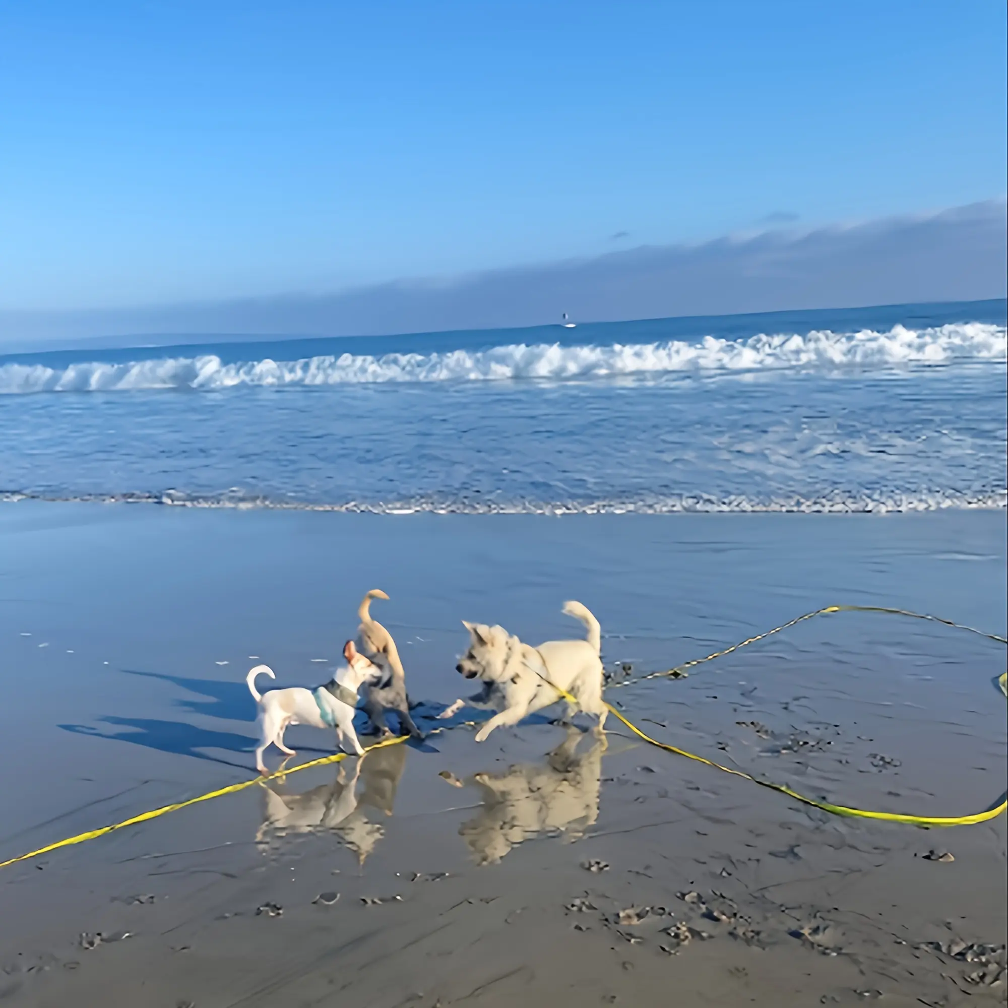 Waterproof Dog Leash for Recall Training and Outdoor Control, Easy-Clean Wear-Resistant Design – description image 1