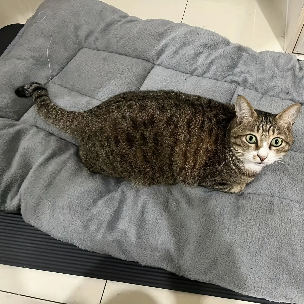 Extra Plush Rectangular Pet Sofa Bed for Resting & Lounging, Thick Polyester Cushion – description image 3