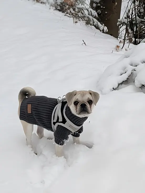 Pet Turtleneck Sweater for Warmth & Everyday Wear, Thick Knit Pullover – description image 3